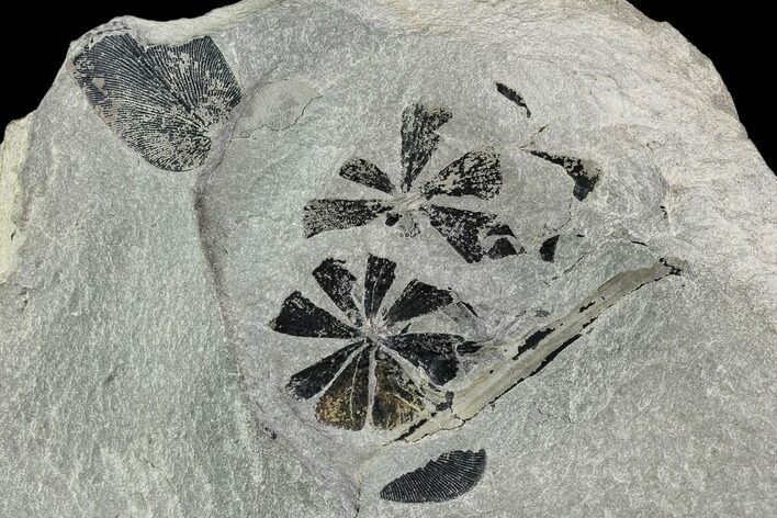 Pennsylvanian Fossil Horsetail (Sphenophyllum) Plate - Kentucky #112656